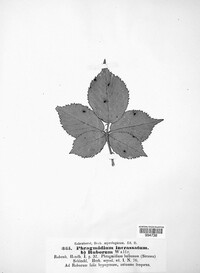 Phragmidium rubi-geoidis image